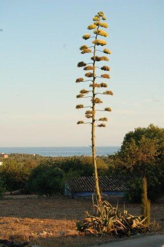 Masia Bartomeu Rural House Between Vineyards 2Km From The Beach El Vendrell Exterior foto